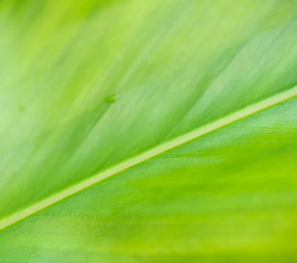 Drzewo Zielone Liści Tekstury Zbliżenie Tła — Zdjęcie stockowe