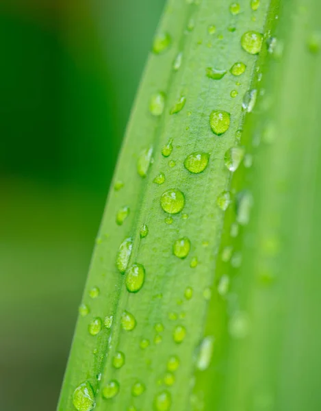 Closeup Nature View Green Leaf Blurred Greenery Background Garden Copy — Stock Photo, Image