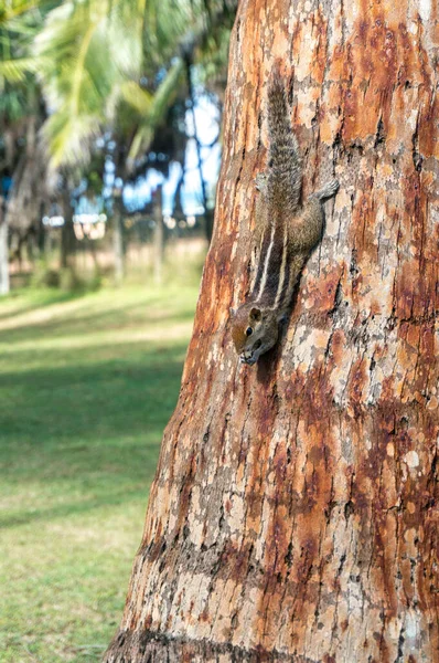 거꾸로 매달려 야자나무의 다람쥐 — 스톡 사진