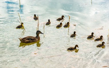 Mallard anne ve yavruları gölette.