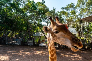 Zürafanın kafası kameraya bakıyor. Yakından.