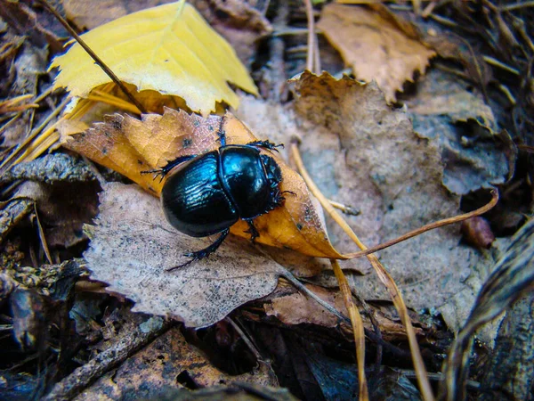 Black Beetle Yellow Leaf — Stock Photo, Image