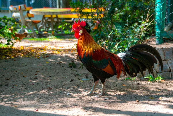 Beautiful Colourful Cock Garden — Stock Photo, Image