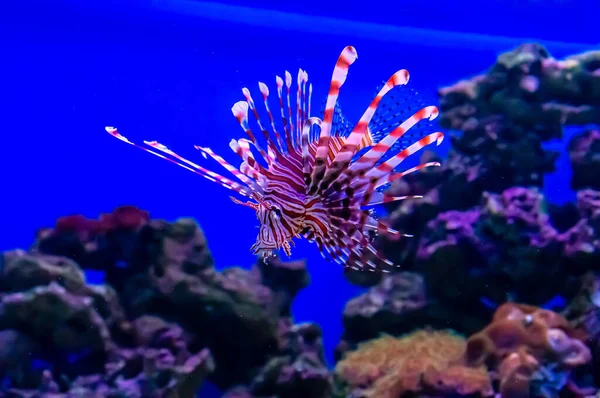 Lionfish Zebra Plave Blízko Útesů — Stock fotografie