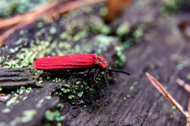 Ormanda uzun kırmızı bir böcek