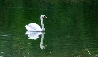 Yeşil gölette güzel beyaz bir kuğu
