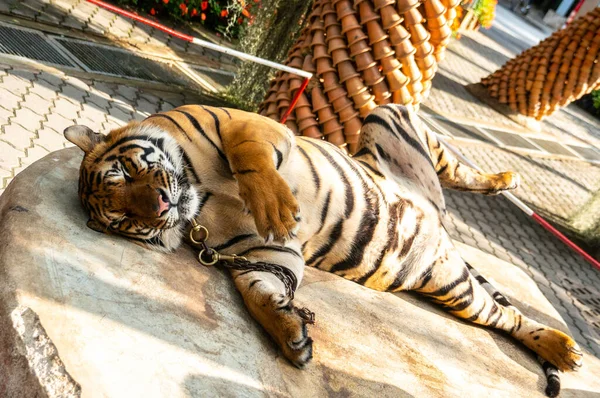 Tigre Détendu Repose Avec Ses Pattes Tendues — Photo