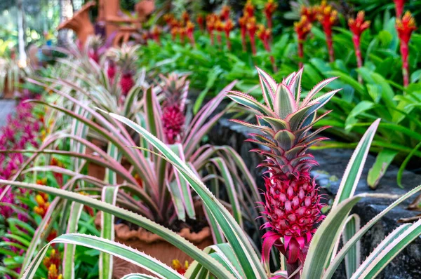 Colourful Pineapples Outgoing Row — Stock Photo, Image