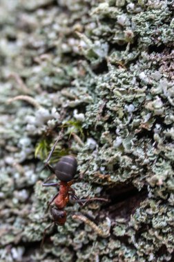 Yosun üzerinde orman karıncaları