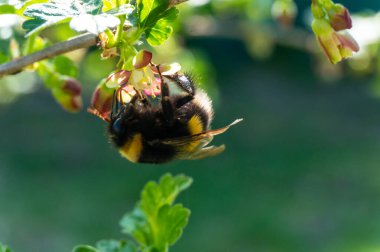 Bahar arısı çiçeğin üzerinde