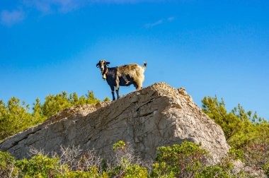 Bir kayanın üzerindeki dağ keçisi