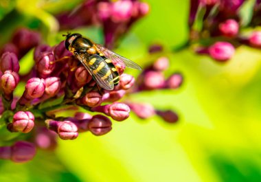 Leylak çiçeğinin üzerindeki eşekarısı
