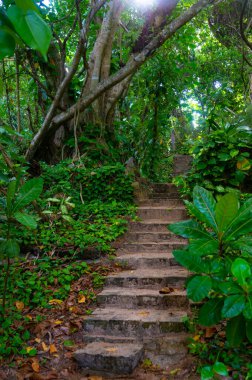 Ormanda eski taş merdivenler
