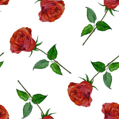 Çiçeksiz suluboya desenli güzel güller. Botanik Gülü çiçek izi. Yaz doğası arka planı.