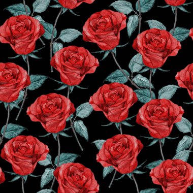 Çiçeksiz suluboya desenli güzel güller. Botanik Gülü çiçek izi. Yaz doğası arka planı.