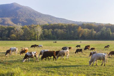 ows on a pasture. Sunny day.