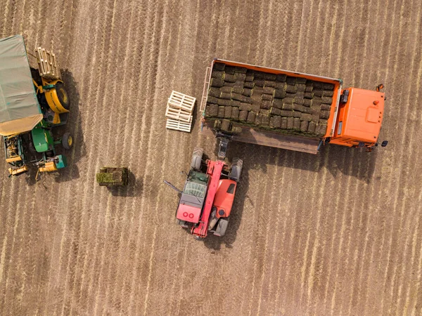 Loading green lown rolls in the truck. Aerial top down drone shot.
