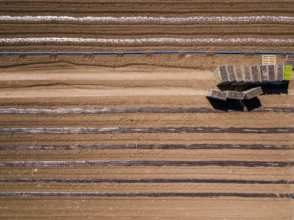 Letecký Dron Shora Dolů Foto Produkce Zavlažování Zemědělských Semen — Stock fotografie