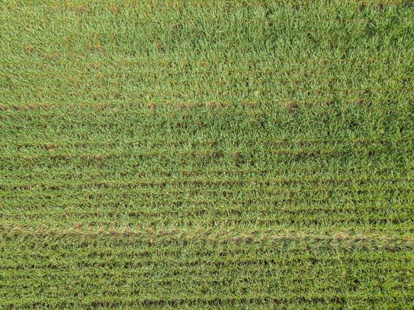 Een Luchtfoto Van Een Drone Groene Weide Akkerland — Stockfoto