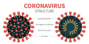 COVID-19 virüsünün iç yapısı ve anatomisi