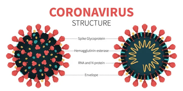 Внутренняя структура и анатомия вируса COVID-19 — стоковый вектор