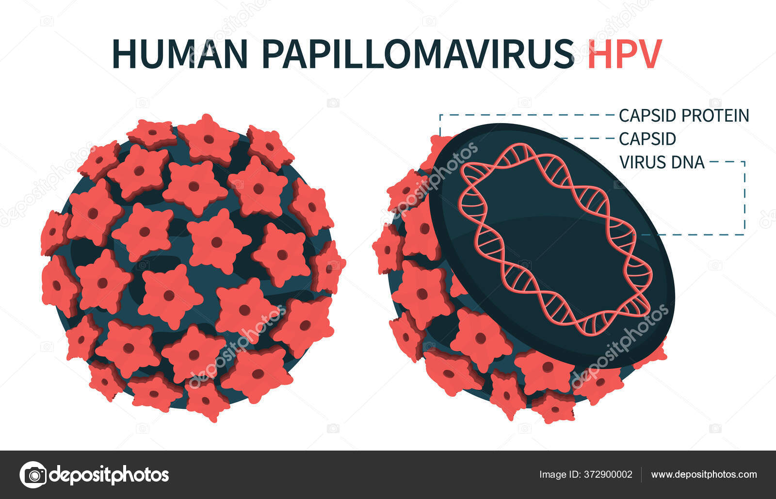 впч гепатит. вирус папилломы человека иммунитет. впч гепатит. впч гепатит. вирус папилломы человека квадратные картинки.