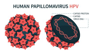 Papilloma virüsünün genişletilmiş şematik yapısı