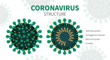 COVID-19 virüsünün iç yapısı ve anatomisi