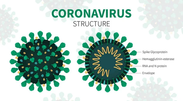 Interne Struktur und Anatomie des Virus COVID-19 — Stockvektor