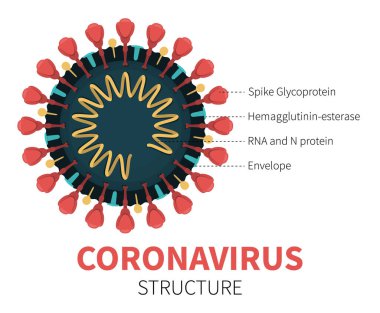 RNA ile Coronavirus COVID-19 'un iç kesiti