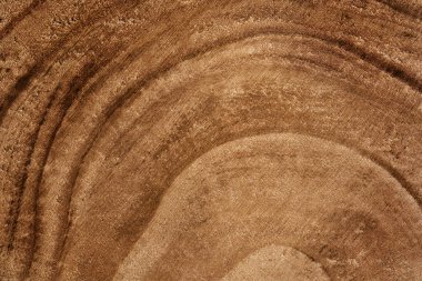 Kesik ağaç gövdesinin ahşap detaylı dokusu ya da kökü. Eş merkezli ağaç halkalarının kahverengi yüzeyi.