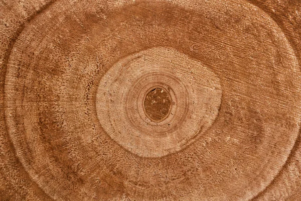 Увлажните подробную текстуру поперечного сечения ствола срезанного дерева. Коричневая поверхность концентрических колец деревьев . — стоковое фото
