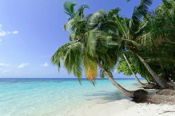 Hermosa Playa Tropical Verano Isla Exótica Maldivas —  Fotos de Stock