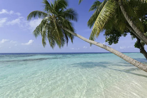 Hermosa Playa Tropical Verano Isla Exótica Maldivas —  Fotos de Stock