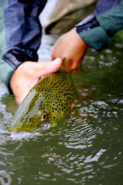 Büyük kahverengi bir alabalık, bir bahar deresinde uçan bir çubukla spor yaptıktan sonra doğal yaşam alanına geri döndü..