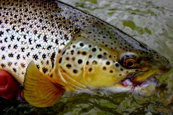 A big brown trout with large spots caught fly fishing in the late evening on the bow river and released back into its natural habitat. — Stock Image Big Brown Trout Large Spots Caught Fly Fishing Late Evening Stock Image