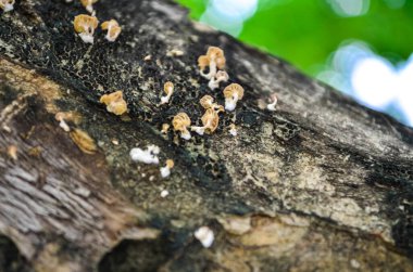 Ağaçtaki beyaz mantarlar, yan manzara. Doğal.