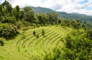 Chiang Mai Tayland 'daki Yeşil Çay Parkı