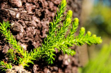 Ağaç tepeleri ve ferahlatıcı sabahlar, genç ağaç yaprakları.