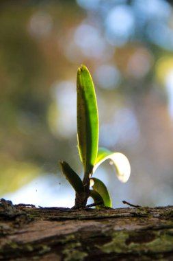 Ağaç tepeleri ve ferahlatıcı sabahlar, genç ağaç yaprakları.