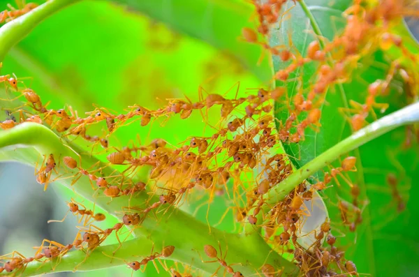 Karınca Hareketi Devam Ediyor Karınca Köprüsü Birliği Ekibi — Stok fotoğraf