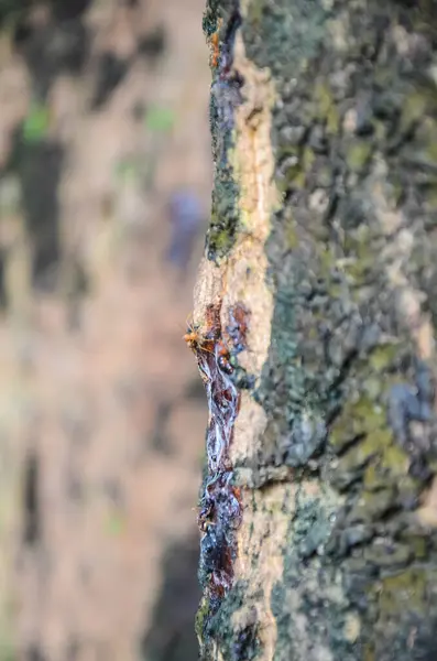 Μυρμήγκια Ένα Δέντρο Θέα Στο Πλάι — Φωτογραφία Αρχείου