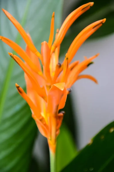 Schöne Makro Ansicht Hell Blume Nahaufnahme — Stockfoto