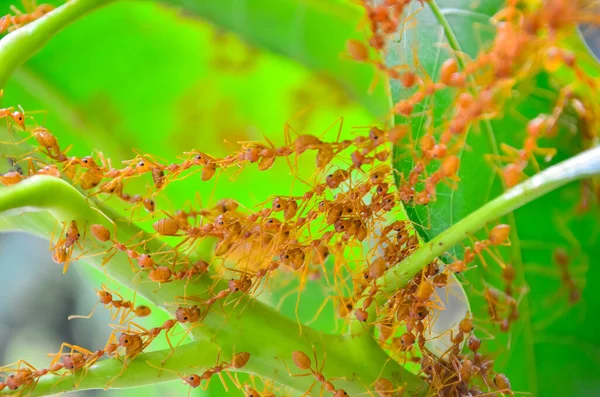 Ant Action Standing Ant Bridge Unity Team Stockfoto