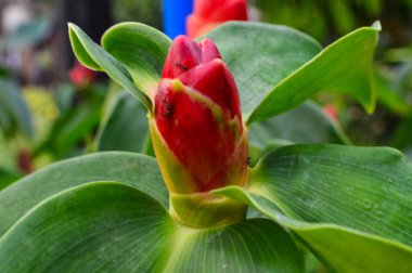 Yakın plan Güzel çiçekler Güzel bahçede kızıl krep tohumları.