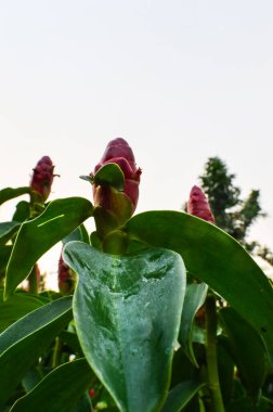 Yakın plan Güzel çiçekler Güzel bahçede kızıl krep tohumları.