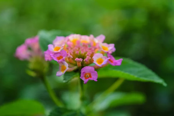 Nahaufnahme Rosa Lantana Blüten Lantana Camara Winzige Blüten Mit Schönen — Stockfoto