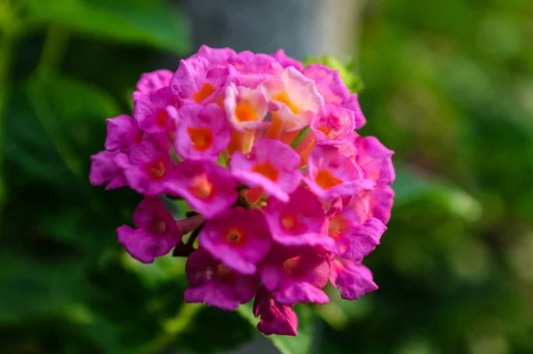 Close Pink Lantana Flowers Lantana Camara Pequeñas Flores Con Hermosos — Foto de Stock