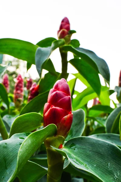 Nahaufnahme Schöne Blumen Red Crepe Ingwersamen Auf Dem Schönen Garten — Stockfoto