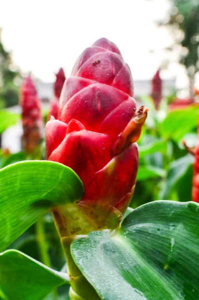 Nahaufnahme Schöne Blumen Red Crepe Ingwersamen Auf Dem Schönen Garten — Stockfoto